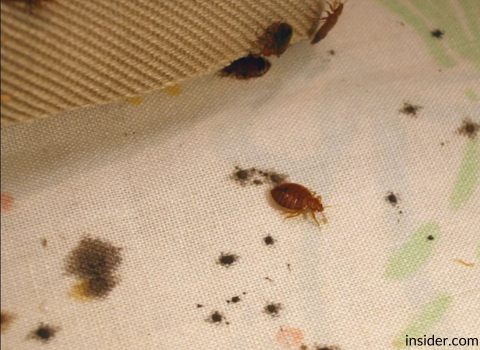 Bed_Bugs_on_Sheets_Images_7