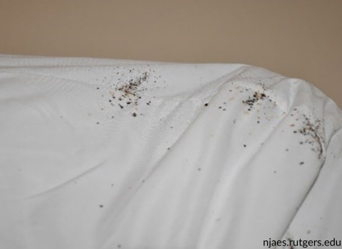 Bed_Bugs_on_Sheets_Images_8
