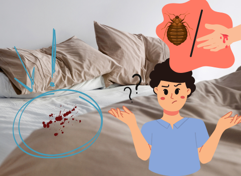 Blood_Spots_on_Sheets_Not_Bed_Bugs_1