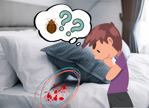 Blood_on_Sheets_from_Bed_Bug_1