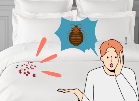 Blood_on_Sheets_from_Bed_Bug_3