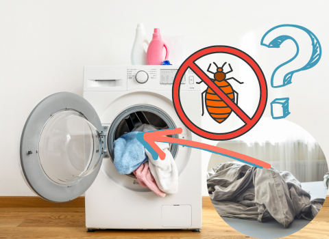 Does_Washing_Sheets_Kill_Bed_Bugs_3