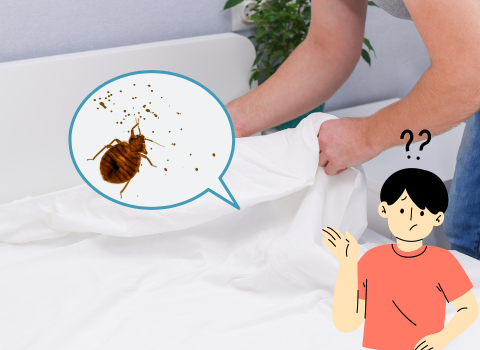 Early_Bed_Bug_Stains_on_Sheets_3