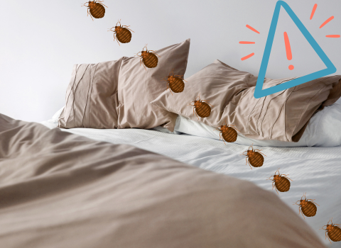 Signs_of_Bed_Bugs_on_Sheets_1