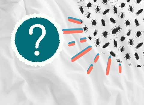 Tiny_Black_Bugs_on_Bed_Sheets_4