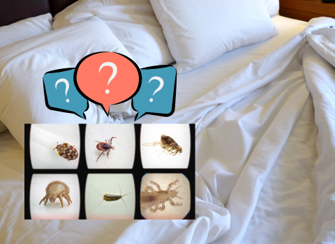 Tiny_Black_Bugs_on_Bed_Sheets_6