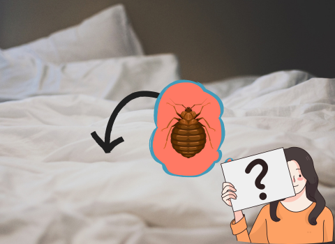 What_Do_Bed_Bugs_Look_Like_on_Sheets_5