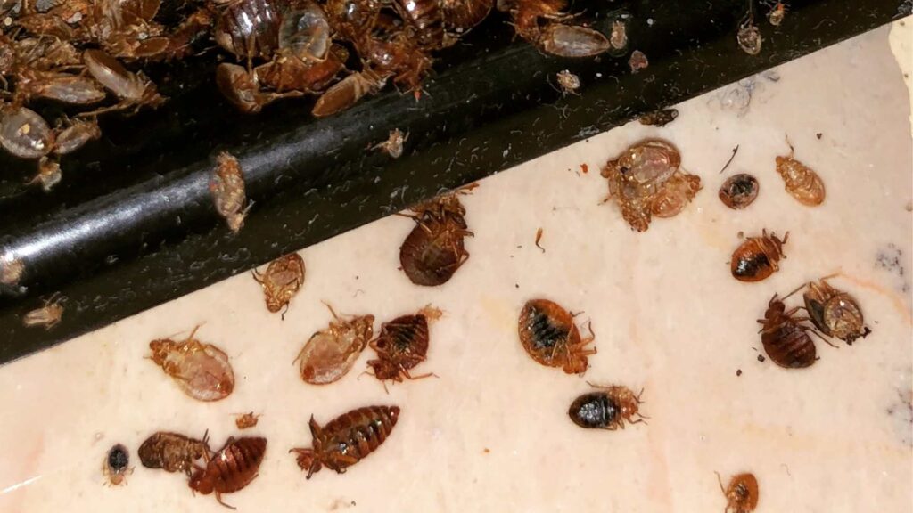 What Does A Smashed Bed Bug Look Like