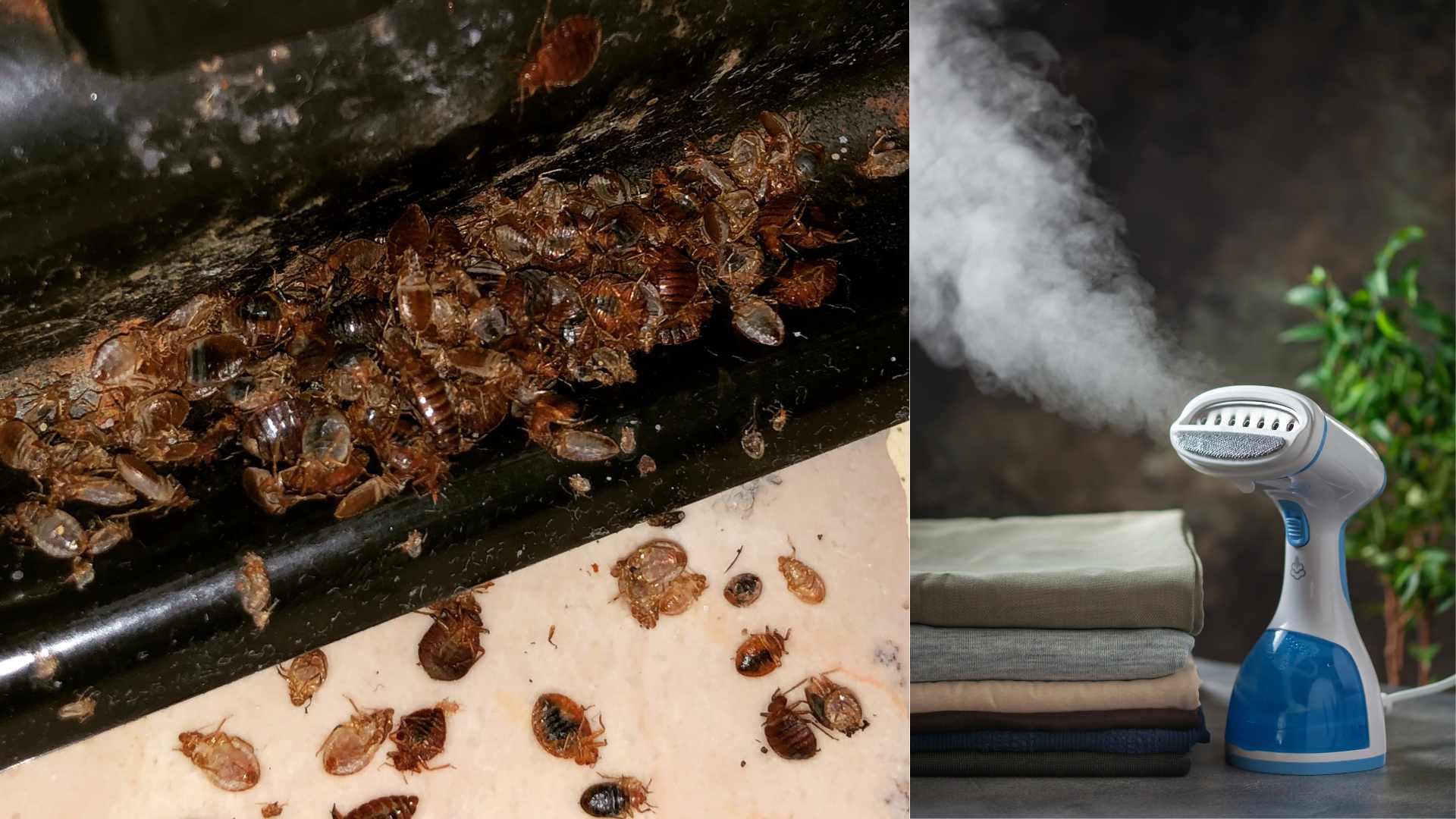 Can a Clothes Steamer Kill Bed Bugs?