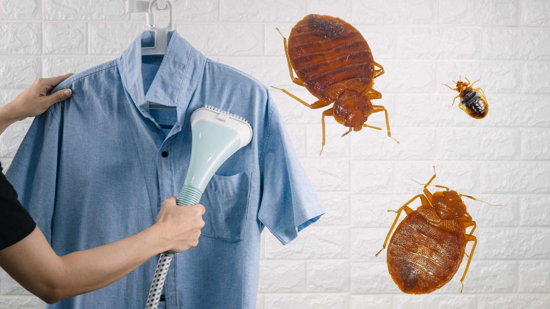 Can a Clothes Steamer Kill Bed Bugs?