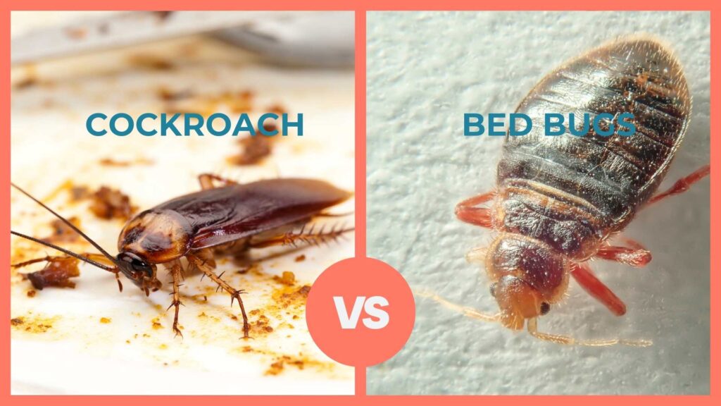 Bed Bug vs Roach: Key Differences, Bites, and Control Strategies ...