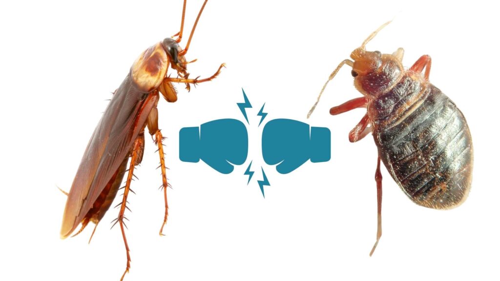 Bed Bug Vs Roach Key Differences Bites And Control Strategies
