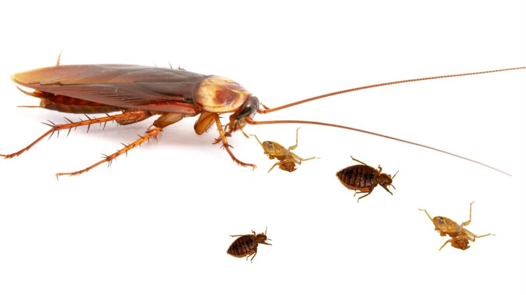Do roaches eat bed bugs 