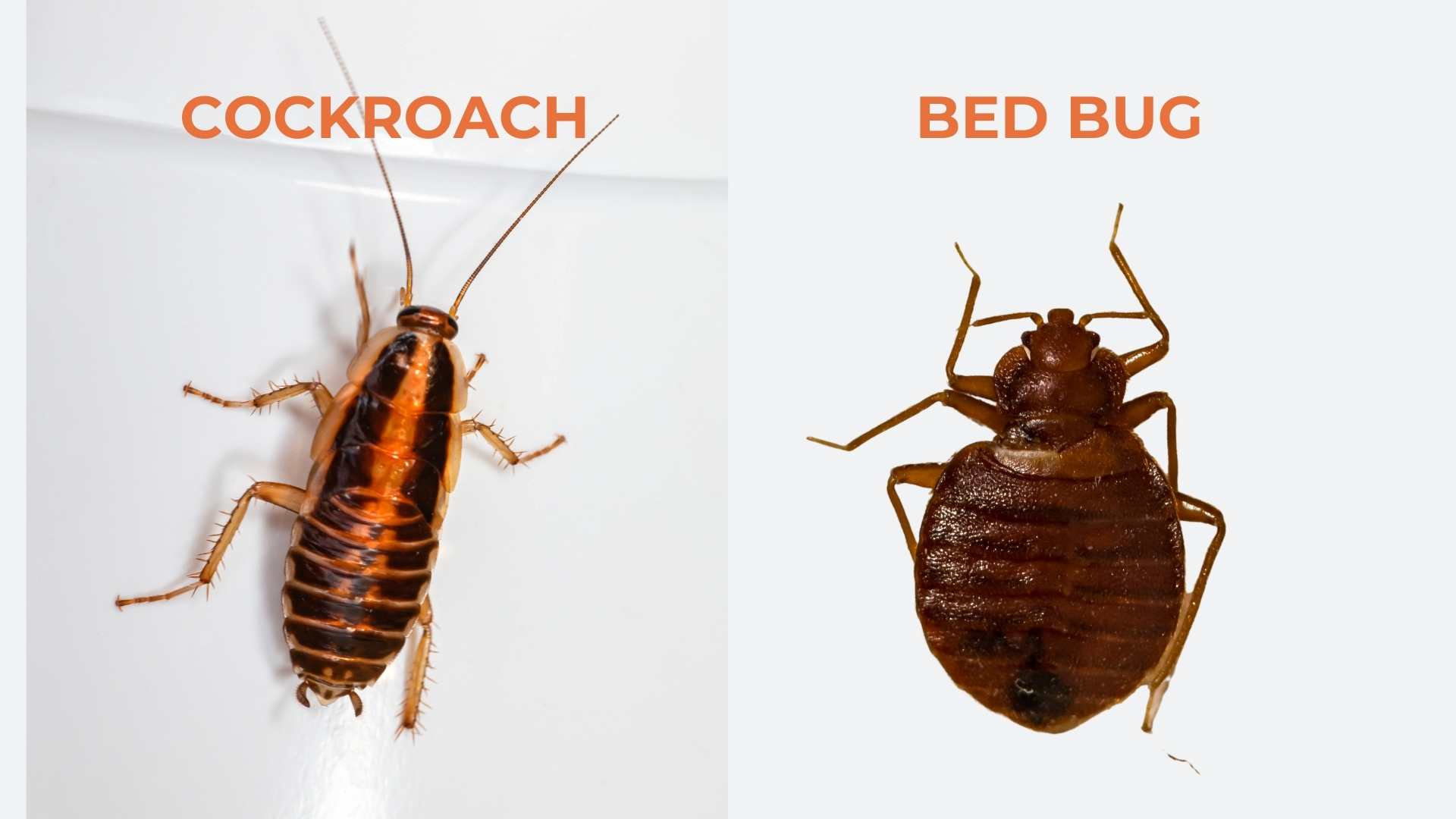 Bed Bug vs Roach: Key Differences, Bites, and Control Strategies ...