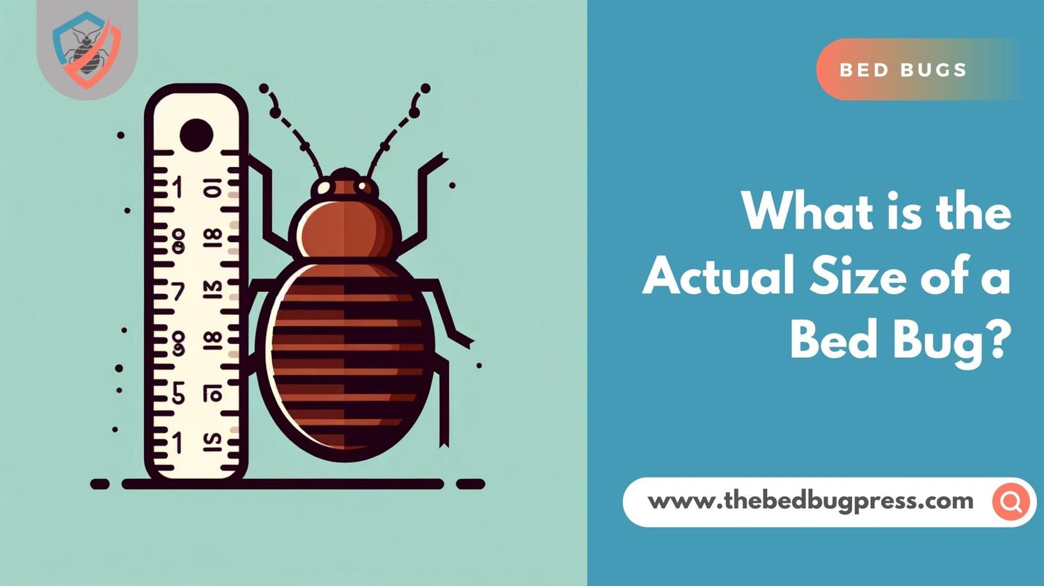 What is the Actual Size of a Bed Bug